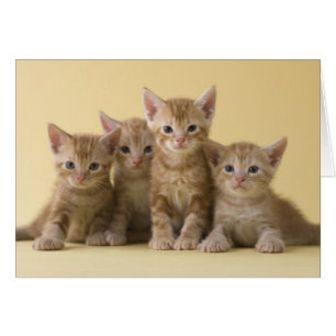 Cuatro gatitos de Shorthair estadounidenses