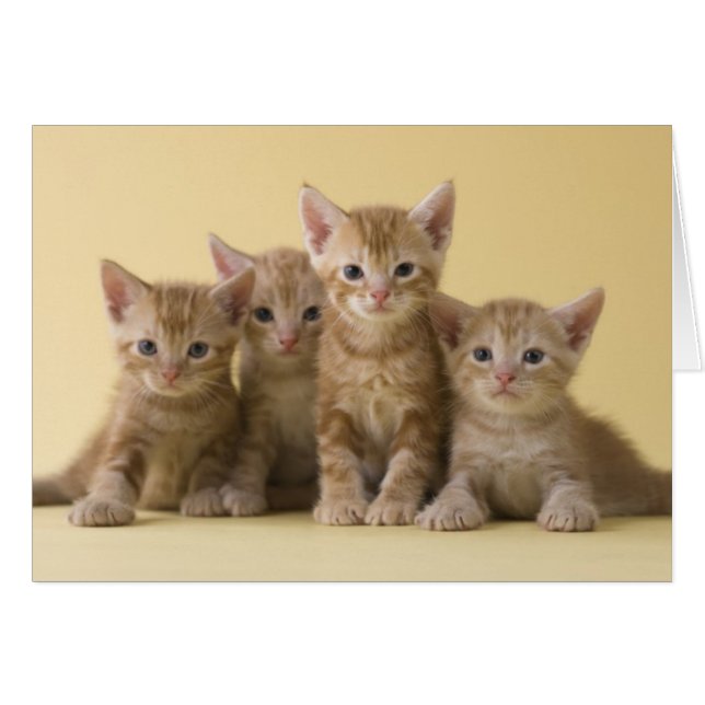 Cuatro gatitos de Shorthair estadounidenses (Anverso (Horizontal))