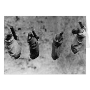 Cuatro patitos de un día de edad pegados al daño