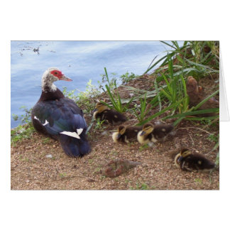 Cuatro patos de lilo