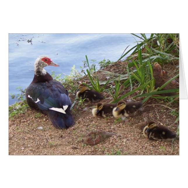 Cuatro patos de lilo (Anverso (Horizontal))