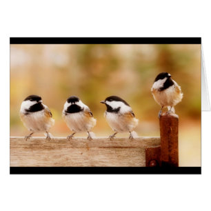 Cuatro pequeños chickadees