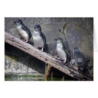Cuatro pequeños pingüinos