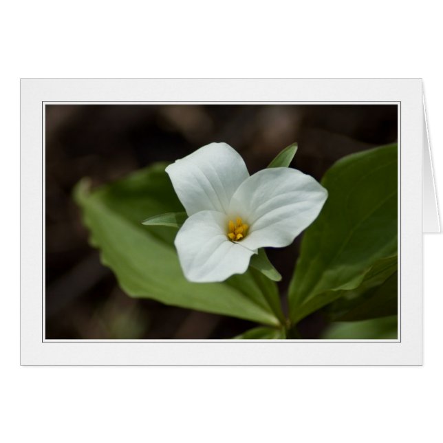 cuatro temporadas en tarjeta michigan 01 (Anverso (Horizontal))