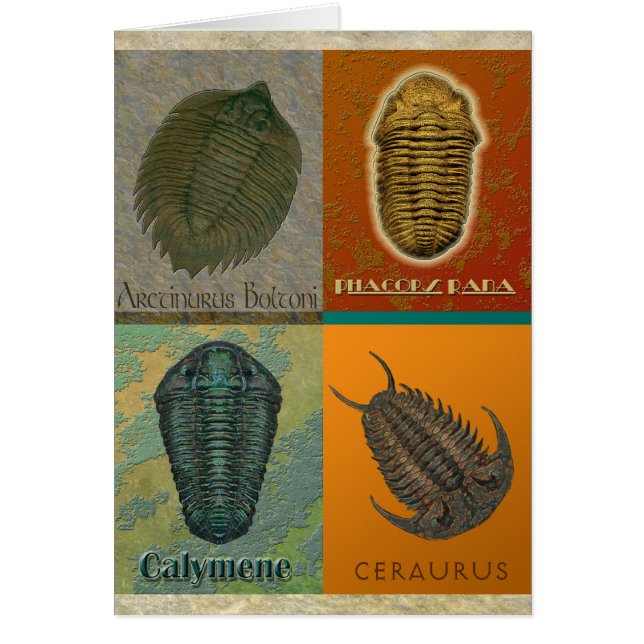 Cuatro trilobites fósiles (Frente)