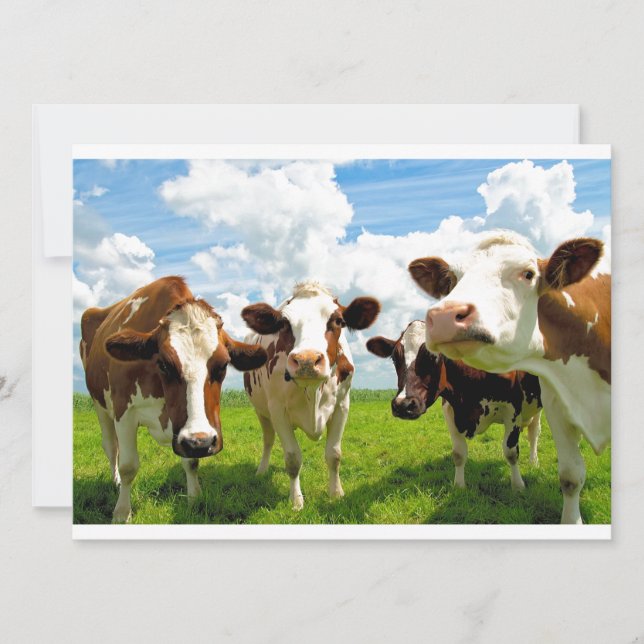Cuatro vacas parlantes (Anverso)