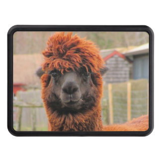 Cubierta curiosa del tirón del ~ de la alpaca