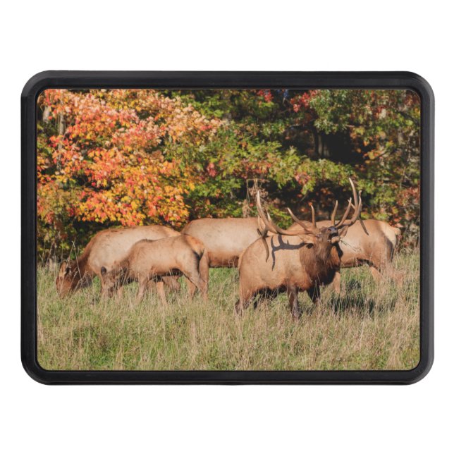 Cubierta de abatimiento Elk Trailer (Anverso)