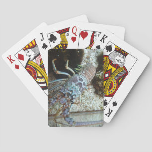 Cubierta de cartas de juego con fuerte concha