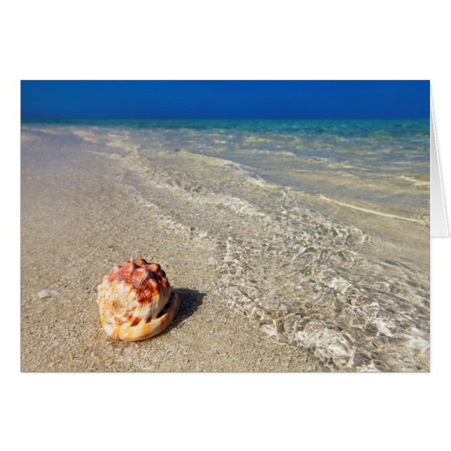 Cubierta De Casco En Laguna Tropical | Cassis Rufa (Anverso (Horizontal))