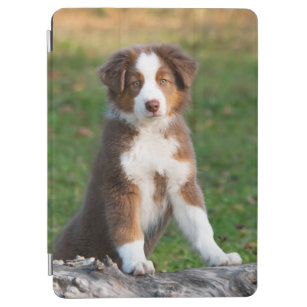 Cubierta De iPad Air Corto retrato de foto de perro pastor australiano