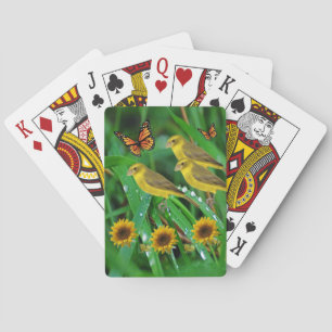 Cubierta para cartas de reproducción de aves