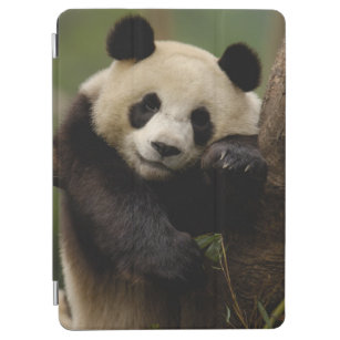 Cubierta Para iPad Air Familia del melanoleuca del Ailuropoda de la panda