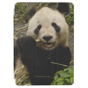 Cubierta Para iPad Air Familia del melanoleuca del Ailuropoda de la panda