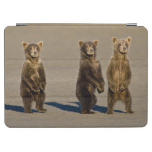 Cubierta Para iPad Air LOS E.E.U.U. Alaska. Los cachorros de oso costeros