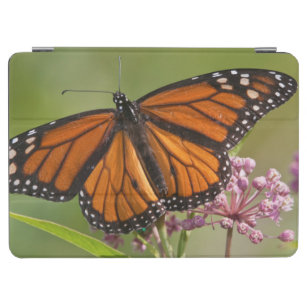 Cubierta Para iPad Air Varón de la mariposa de monarca en Milkweed de