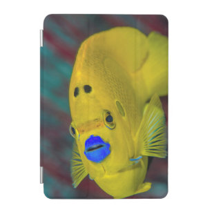 Cubierta Para iPad Mini Primer del Angelfish