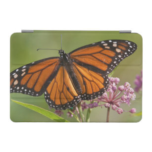 Cubierta Para iPad Mini Varón de la mariposa de monarca en Milkweed de