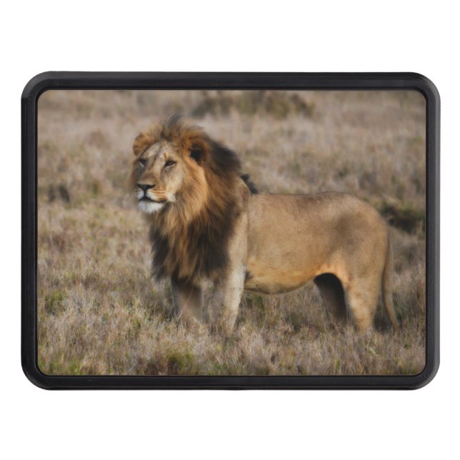 Cubierta Para Remolque León africano en hierba (Anverso)