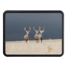 Tres Mule Deer Bucks