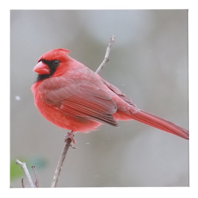 Cubo Cardinals_Photo_Cube (Parte superior)