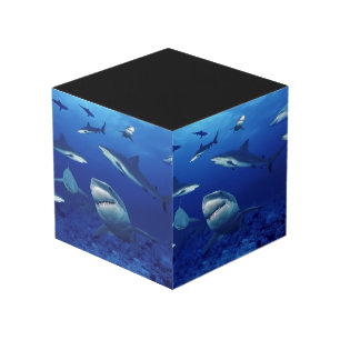 Cubo de la foto de los tiburones
