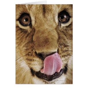 Cubo de león (Panthera leo), nariz lamida, primer