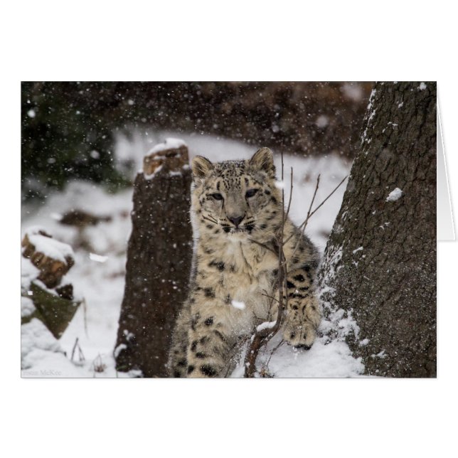 Cubo de leopardo de la nieve (Anverso (Horizontal))