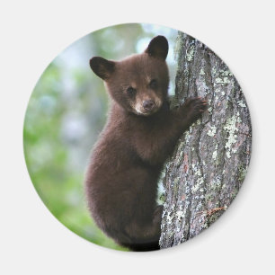 Cubo De Oso Cubo De Nevera Redonda Imán