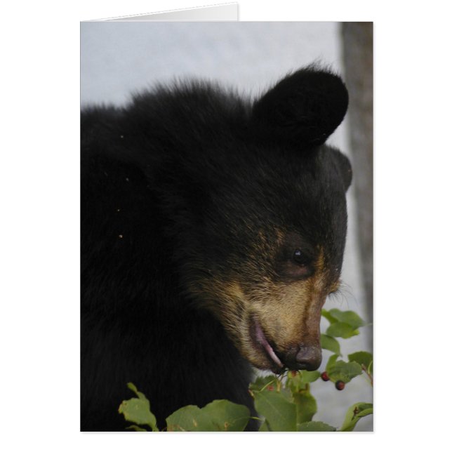 Cubo de oso negro (Frente)
