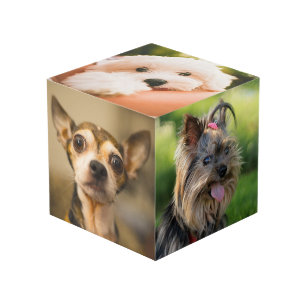 Cubo de perros graciosos (y / o TUS fotos)
