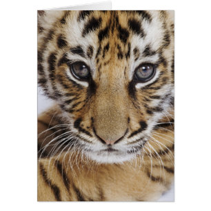 Cubo de tigre