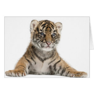 Cubo de tigre de Sumatra