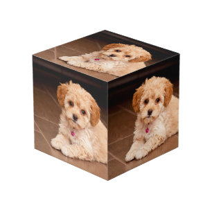 Cubo Mezcla maltesa de perro o cachorro maltipoo