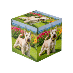 Cubo Terrier Scottie Trigo Perro Flores Césped