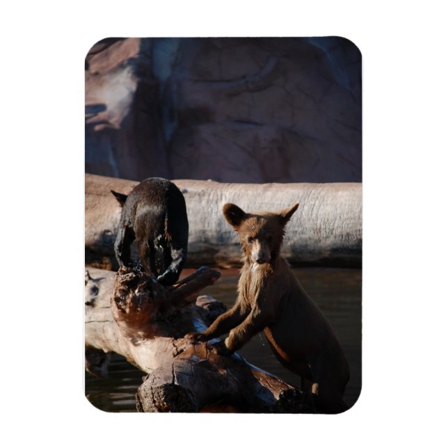 Cubos de oso en el imán del agua (Vertical)