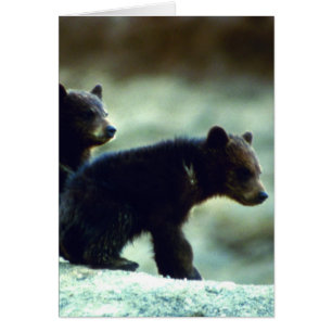 Cubos de oso negro