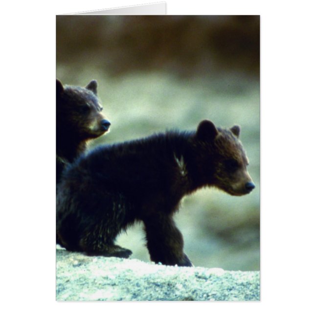 Cubos de oso negro (Frente)