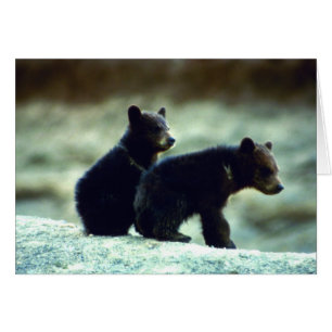 Cubos de oso negro