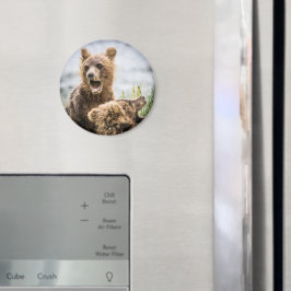 Cubos Grizzly Buscando Su Imán De Mamá