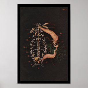 Cucaracha de la impresión de la zoología del