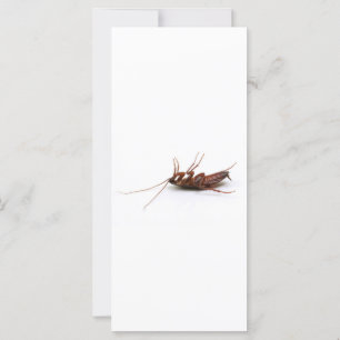 Cucaracha muerta