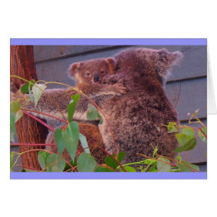 Cuchillos de Koala