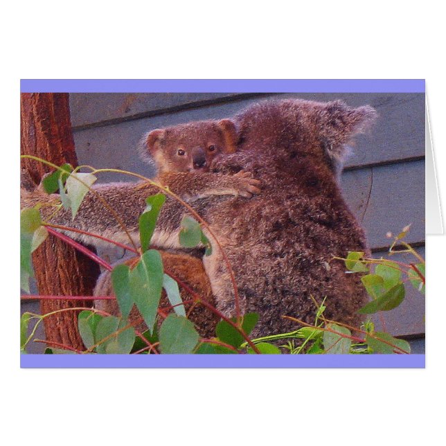 Cuchillos de Koala (Anverso (Horizontal))