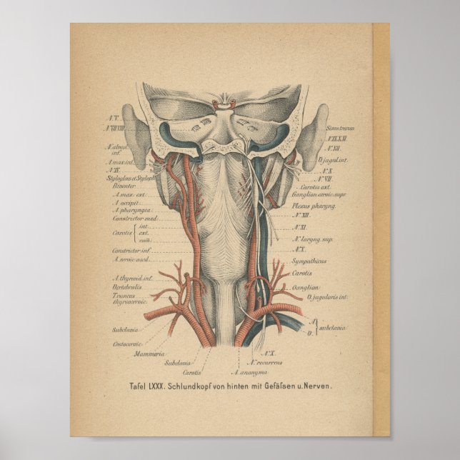 Cuello de impresión de anatomía alemán 1888 (Frente)
