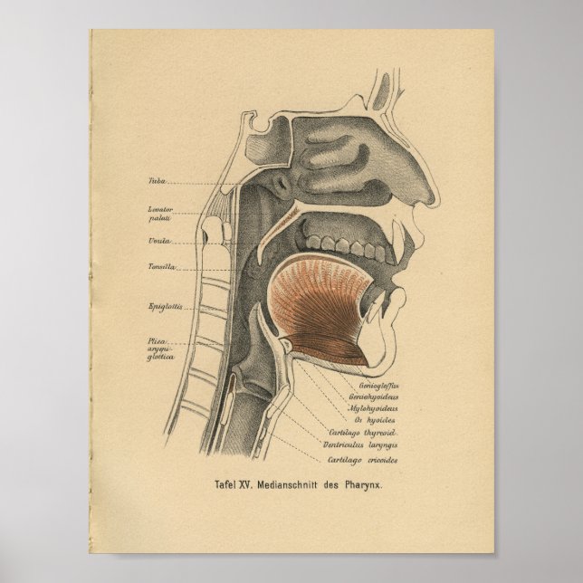 Cuello de impresión de anatomía alemán 1888 (Frente)