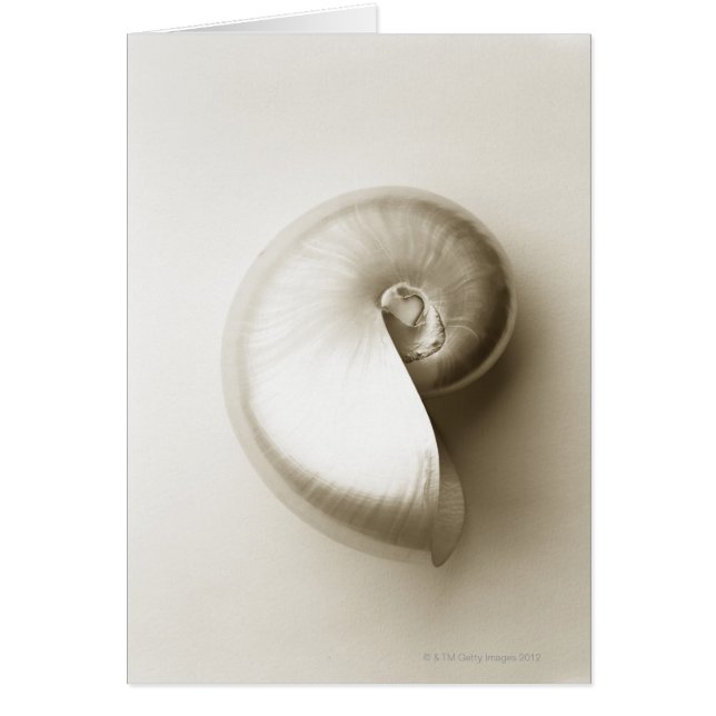 Cuello marino de nautilus perlizado 2 (Frente)