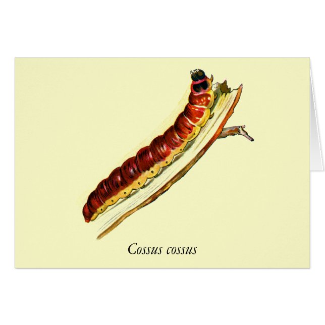 Cuenca cossus (Anverso (Horizontal))