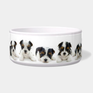 Cuenco de la comida - perrito de Biewer Terrier