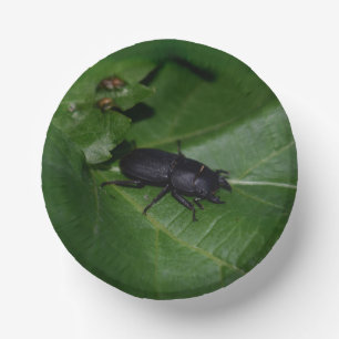 Cuencos De Papel Dorcus parallelipipedus , el escarabajo de menor t